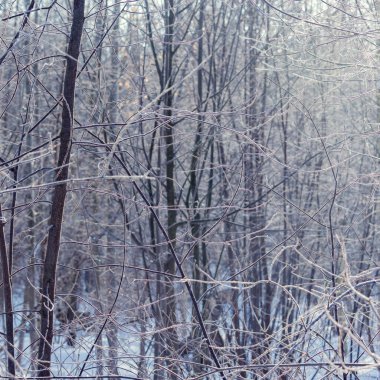 Kış sabahı donmuş ağaç dalları.