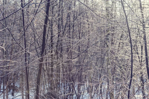 Gefrorene Äste Wintermorgen — Stockfoto