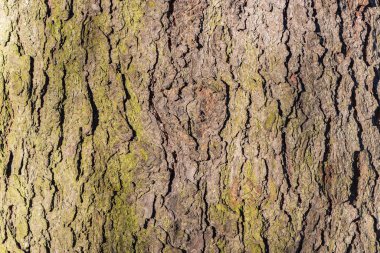 Çam ağacı kabuğunda yeşil yosun.