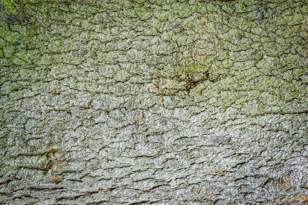 Grünes Moos Auf Der Rindenoberfläche Der Kiefer — Stockfoto