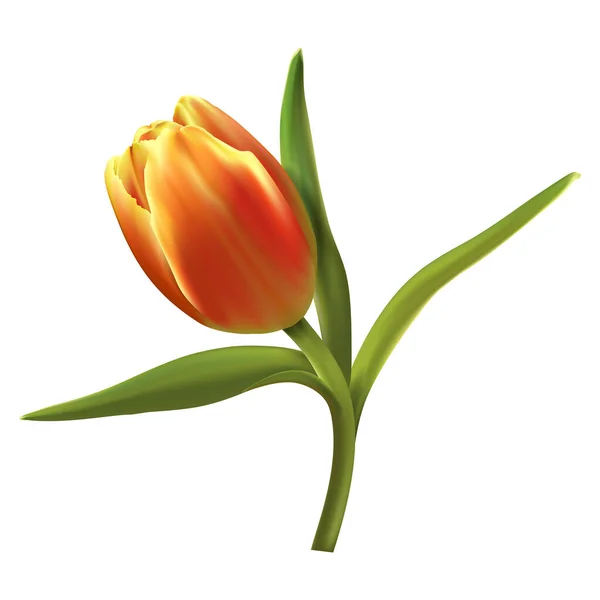 Een Kleurrijke Tulp Geïsoleerd Witte Achtergrond Vectorillustratie — Stockvector