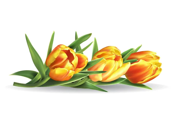 Ramo Tulipanes Coloridos Aislados Sobre Fondo Blanco Ilustración Vectorial — Vector de stock