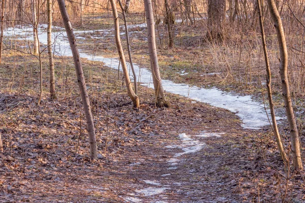 Sentier Étroit Dans Forêt Printemps — Photo