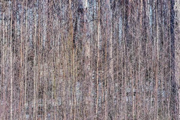 Piccoli Rami Albero Nella Foresta Primaverile — Foto Stock