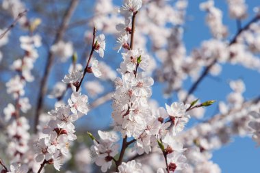 Beyaz çiçekli çiçek açması kiraz Şubesi.