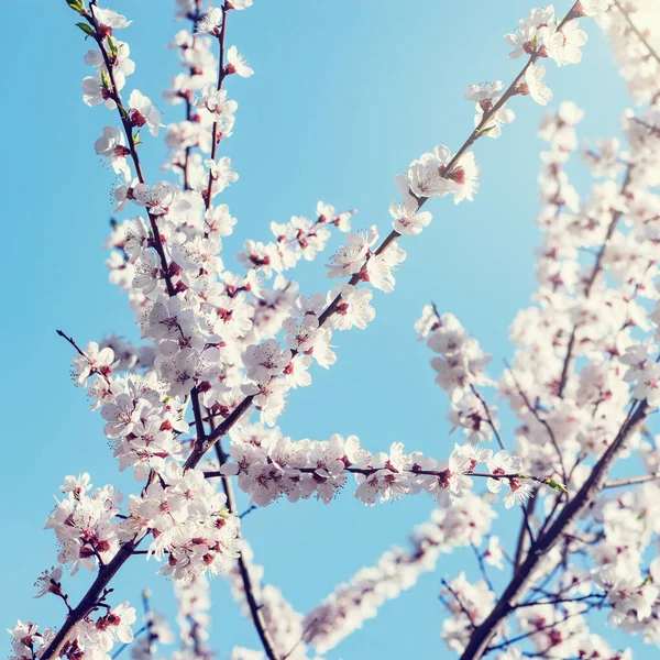 Kwitnąca Gałąź Wiśni Białymi Kwiatami Wiosną Rano — Zdjęcie stockowe