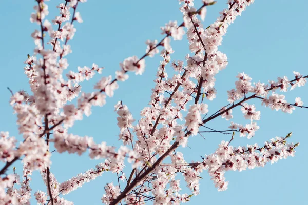 Kwitnąca Gałąź Wiśni Białymi Kwiatami Wiosną Rano — Zdjęcie stockowe