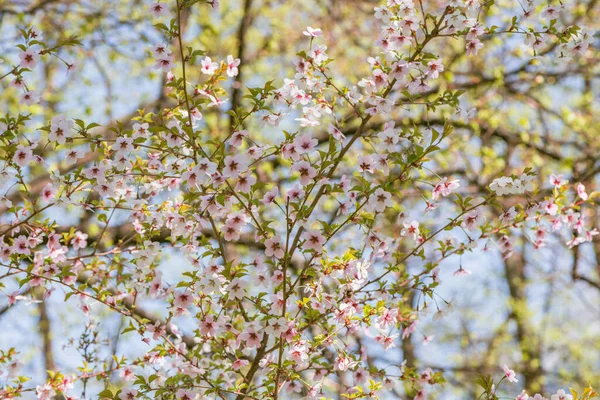 春日早晨 樱桃枝绽放 花朵洁白 — 图库照片