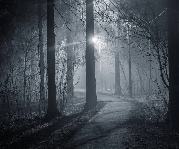 Strada stretta nel vecchio parco cittadino . — Foto Stock