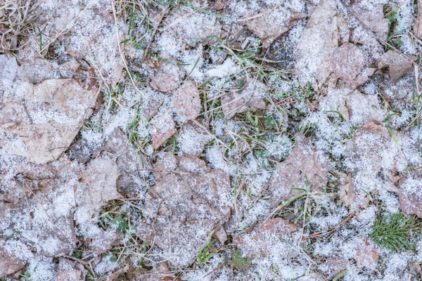 Primera Nieve Suelo Bosque Otoño — Foto de Stock