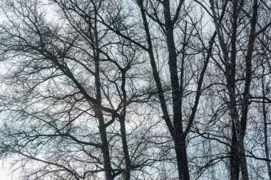 Gökyüzünde büyük ağaç dalları.