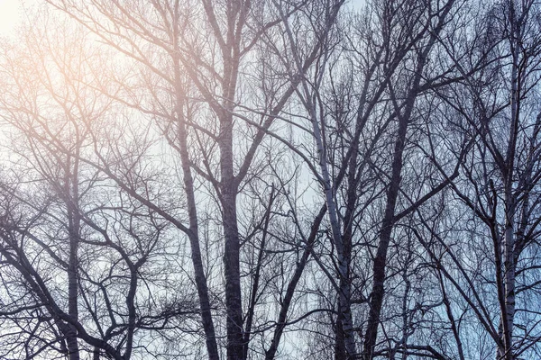 Grands Arbres Ramifient Sur Ciel Ensoleillé — Photo