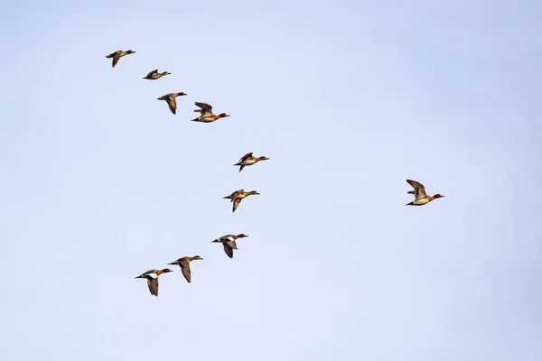 Flock of ducks flying in the sky at early springtime. — Stock Image Flock Ducks Flying Sky Early Springtime Stock Image