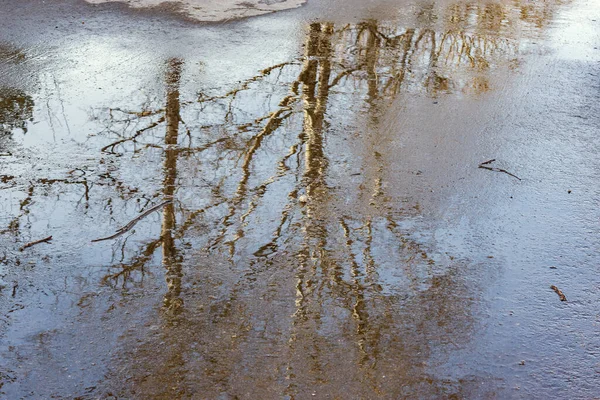 Träd Reflektion Pölen Asfaltvägen — Stockfoto