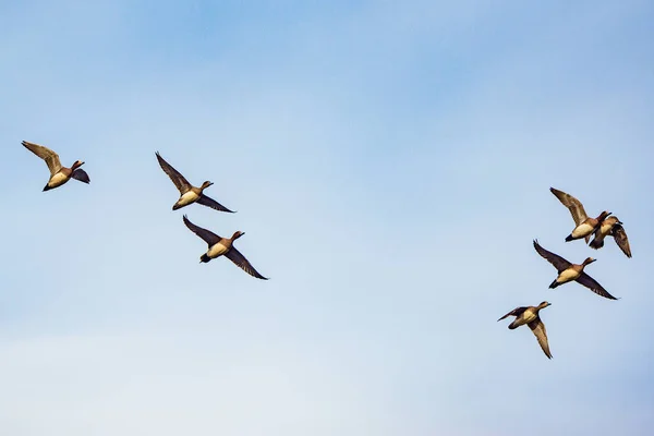 Flock of ducks flying in the sky at early springtime. — Stock Image Flock Ducks Flying Sky Early Springtime Stock Image