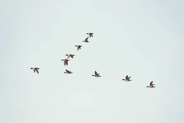 Flock of ducks flying in the sky at early springtime. — Stock Image Flock Ducks Flying Sky Early Springtime Stock Picture