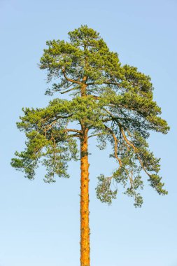 Tall pine tree on a blue sky background. clipart