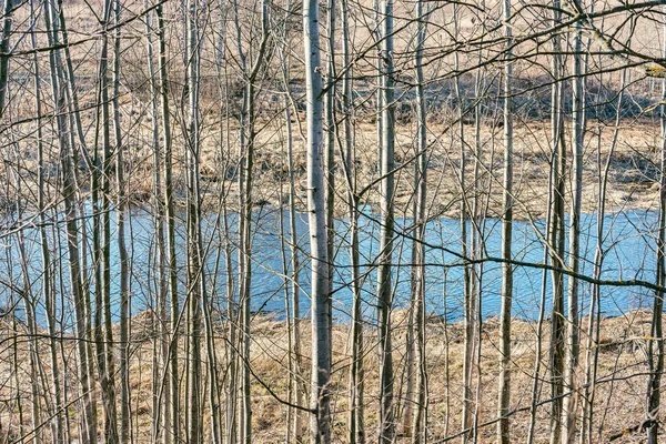 Δέντρα Χωρίς Φύλλα Δίπλα Στο Ποτάμι Νωρίς Την Άνοιξη — Φωτογραφία Αρχείου