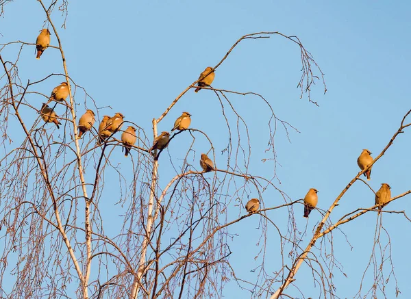 Aves Depiladoras Boêmia Rebanho Nos Ramos Bétula — Fotografia de Stock