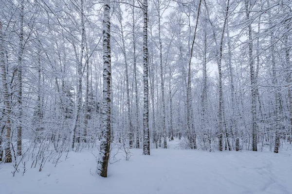 冬の夕方には白樺の木の森 — ストック写真