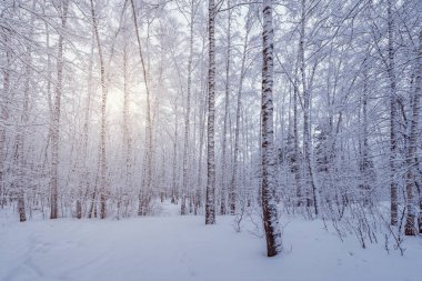 Kış akşamları huş ağacı koruluğu,
