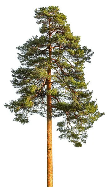 Vysoká borovice izolovaná na bílém. — Stock fotografie