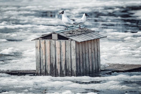 Pair of seagulls sitting on the bird house roof. — Stock Photo, Image