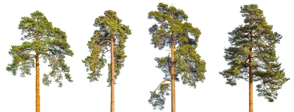 Beyaz Arkaplanda Izole Edilmiş Uzun Çam Ağaçları — Stok fotoğraf