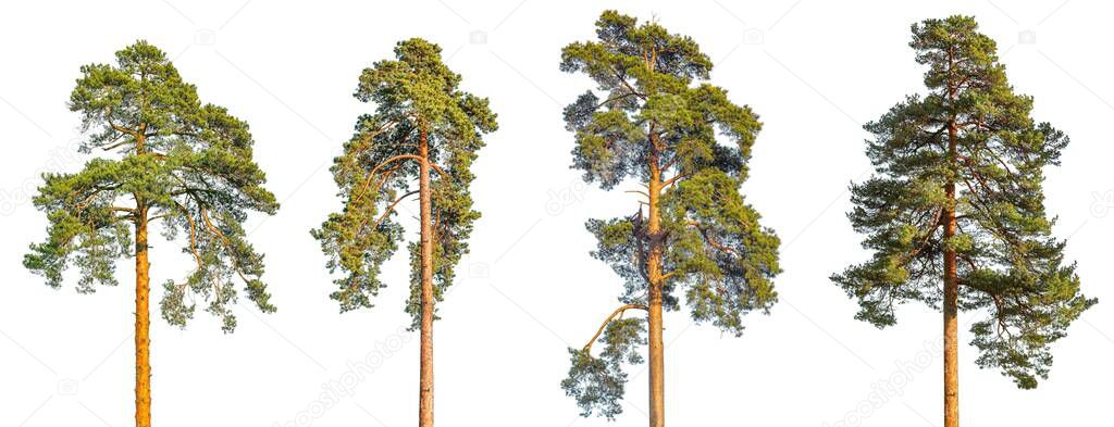 Tall pine trees isolated on white background.