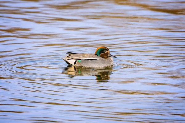 Pato Macho Superfície Lago Dia Ensolarado — Fotografia de Stock