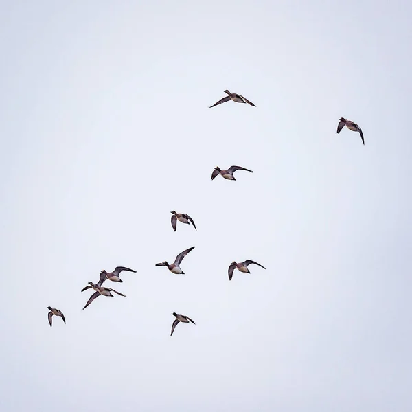 Flock of ducks flying in the sky at early springtime. — Stock Image Flock Ducks Flying Sky Early Springtime Stock Picture