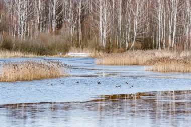 İlkbaharın başlarında orman manzaralı göl.