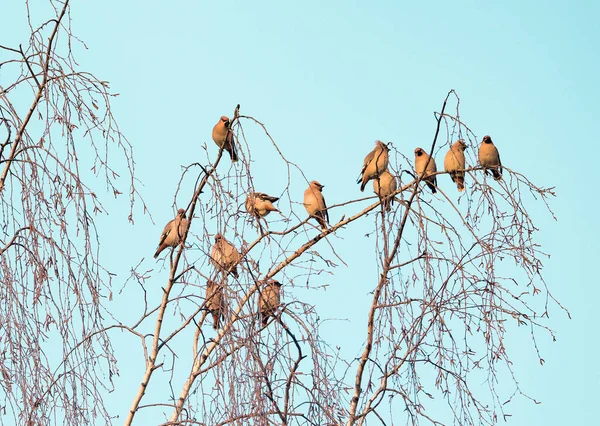 Aves Depiladoras Boêmia Rebanho Nos Ramos Bétula — Fotografia de Stock