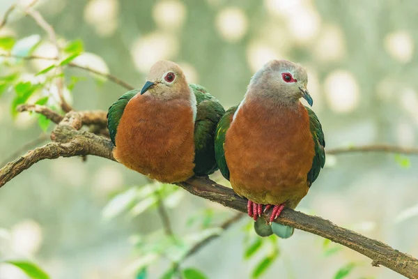 Pair Birds Tree Branch Tropical Forest — Stock Photo, Image