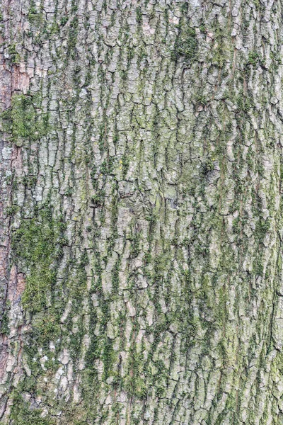 Зеленый Мох Поверхности Коры Дерева — стоковое фото