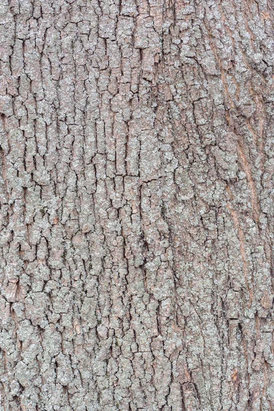 Πράσινα Βρύα Στην Επιφάνεια Του Φλοιού Των Δέντρων — Φωτογραφία Αρχείου