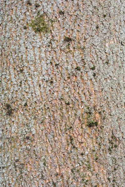 Grön Mossa Trädets Barkyta — Stockfoto