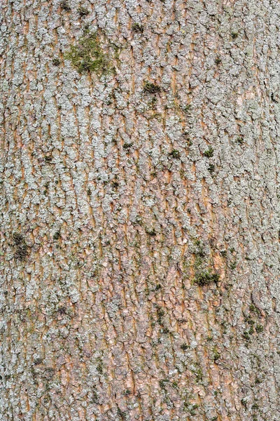 Musgo Verde Superficie Corteza Del Árbol — Foto de Stock