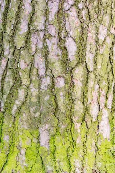 Çam Ağacı Kabuğu Dokusunda Yosun Var Eski Ağaç Gövdesinin Yüzeyi — Stok fotoğraf