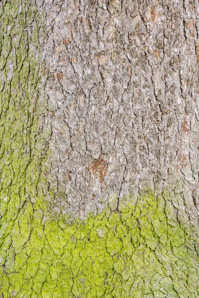 Moss Textura Corteza Abeto Superficie Del Tronco Del Árbol Viejo — Foto de Stock