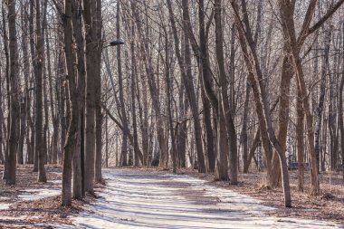 Bahar zamanı şehir parkında yol.