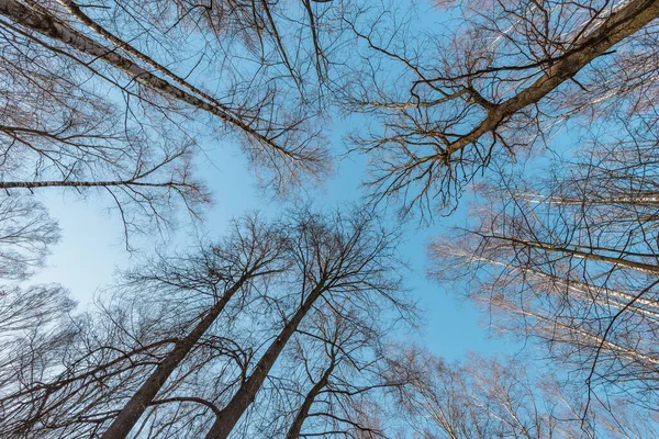 春天的时候，蓝天背景上没有叶子的树. — 图库照片