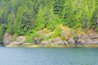 Kayalıklardaki ağaçlar. Vancouver Adası. İngiliz Kolombiyası. Kanada.