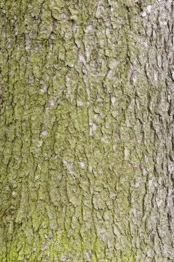 Ladin ağacı kabuğu dokusunda yosun. Eski ağaç gövdesinin yüzeyi.