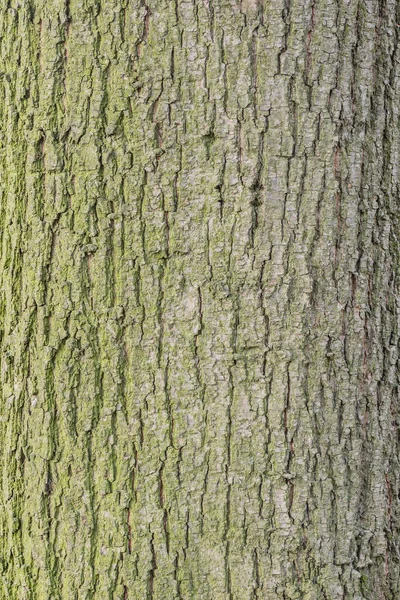 Mousse Verte Sur Surface Écorce Des Arbres — Photo