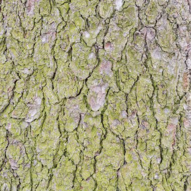 Ladin ağacı kabuğu dokusunda yosun.