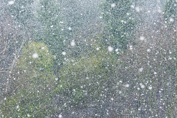 Nasser Schneefall Über Dem Wald Zur Frühlingszeit — Stockfoto