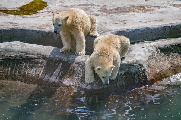 Orsi polari bianchi . — Foto Stock