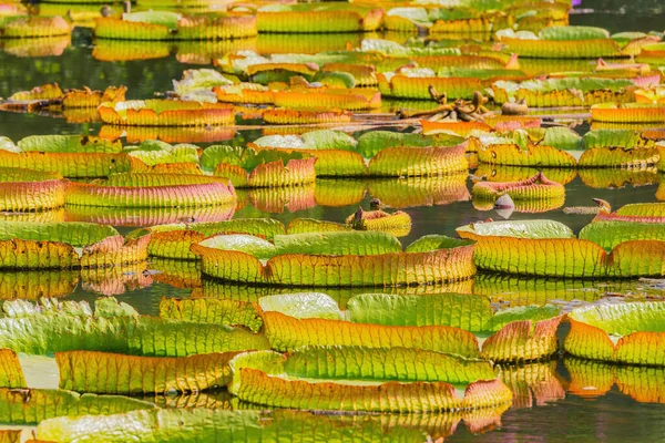 Grandes Folhas Verdes Lótus Pântano Parque Cidade Shenzhen China — Fotografia de Stock