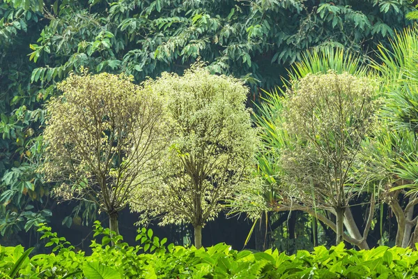 Niesamowite Tropikalne Drzewa Miejski Park Shenzhen Chiny — Zdjęcie stockowe